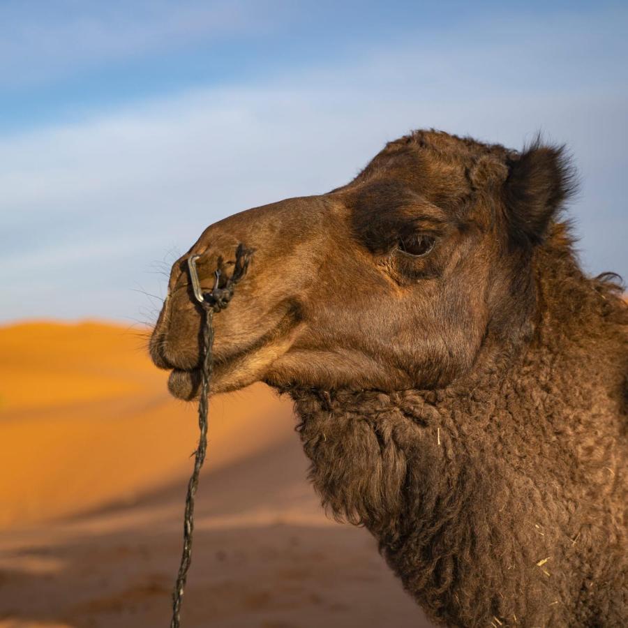 Authentic Desert Luxury Camp Merzouga Ngoại thất bức ảnh